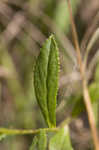 Downy Lobelia